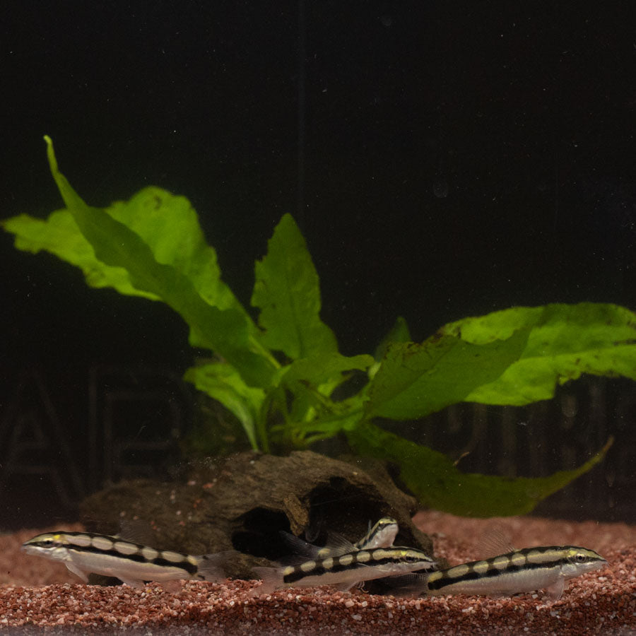 Dwarf Chain Loach - (No Online Purchases)