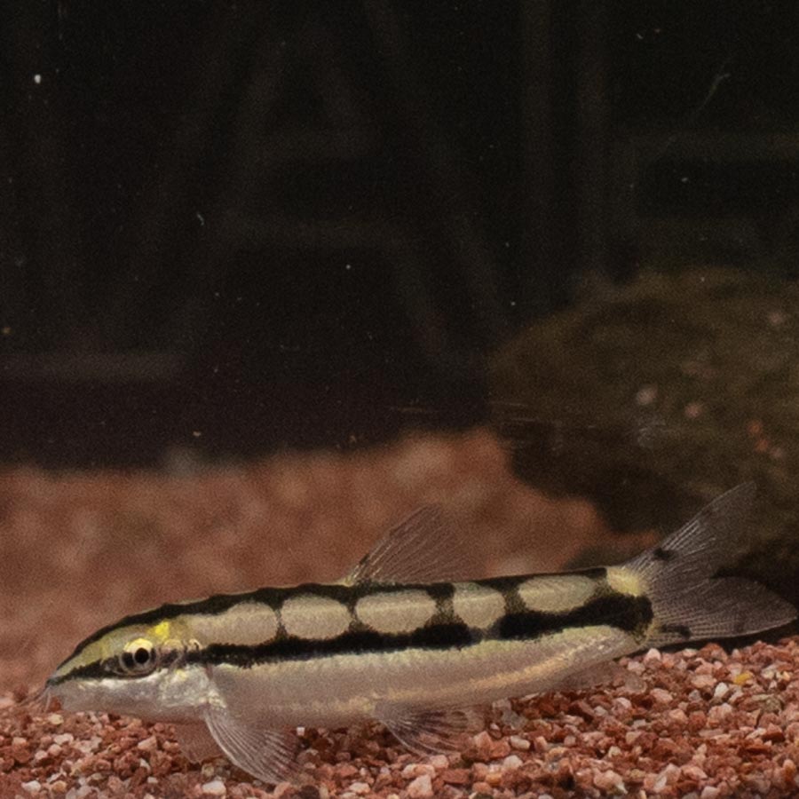 Dwarf Chain Loach - (No Online Purchases)