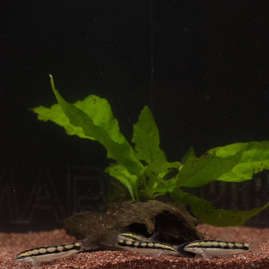 Dwarf Chain Loach - (No Online Purchases)