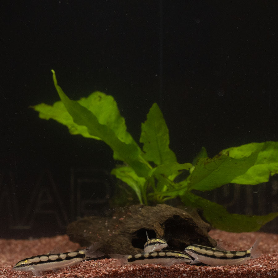 Dwarf Chain Loach - (No Online Purchases)