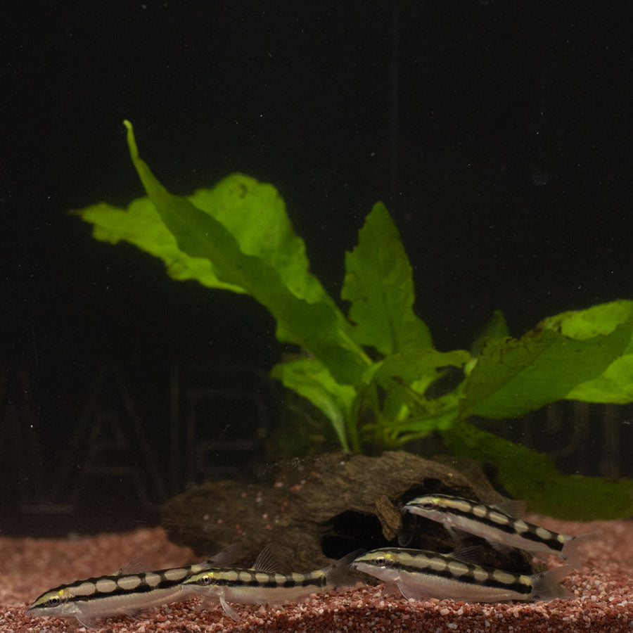 Dwarf Chain Loach - (No Online Purchases)