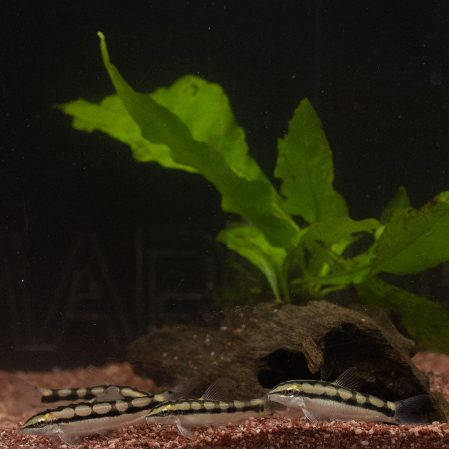 Dwarf Chain Loach - (No Online Purchases)