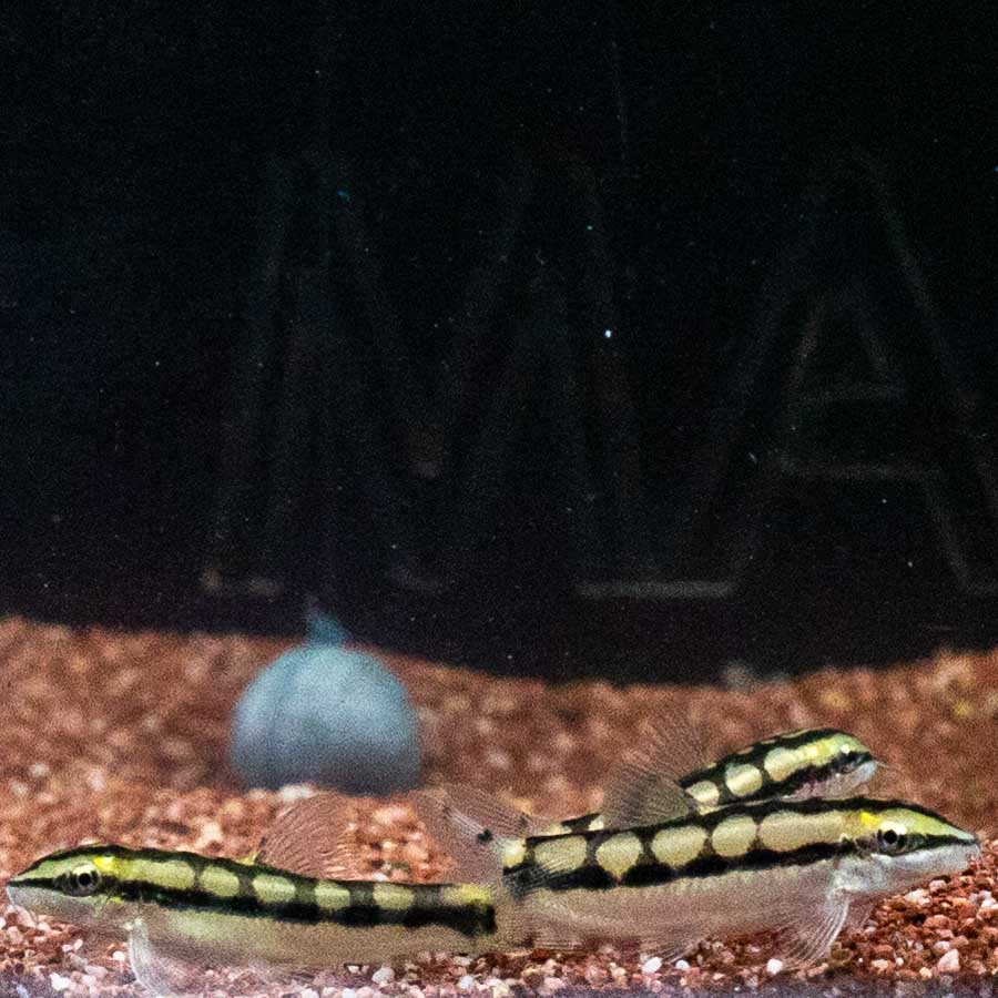 Dwarf Chain Loach - (No Online Purchases)