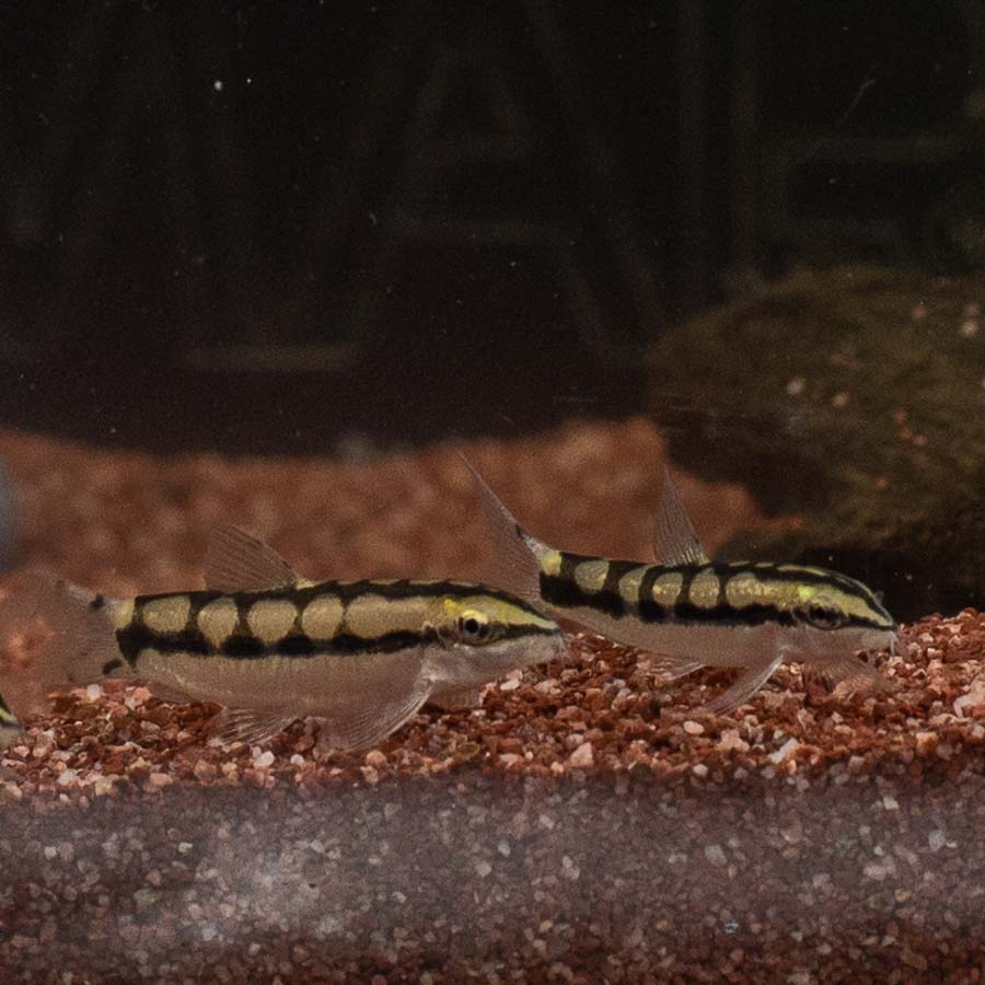 Dwarf Chain Loach - (No Online Purchases)