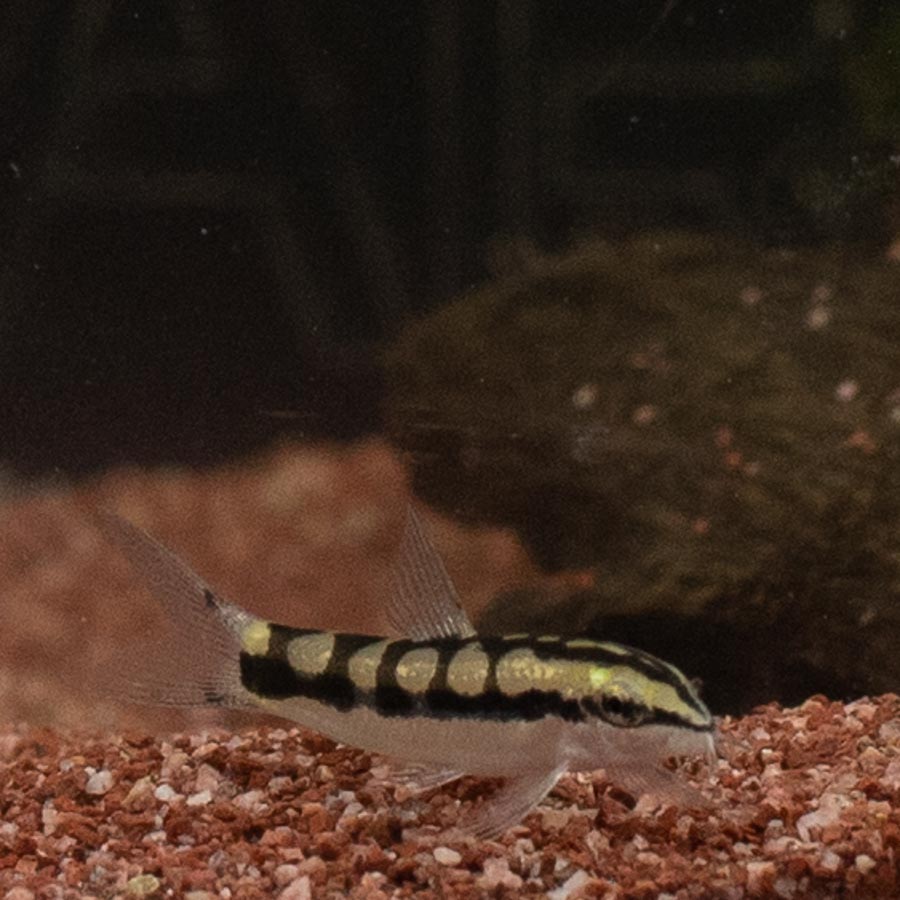 Dwarf Chain Loach - (No Online Purchases)