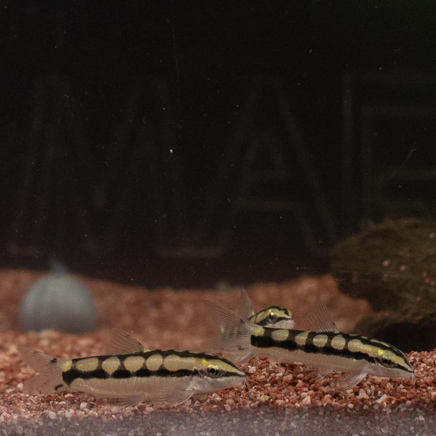 Dwarf Chain Loach - (No Online Purchases)