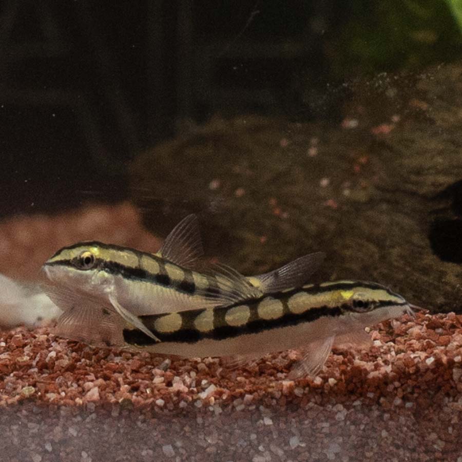 Dwarf Chain Loach - (No Online Purchases)