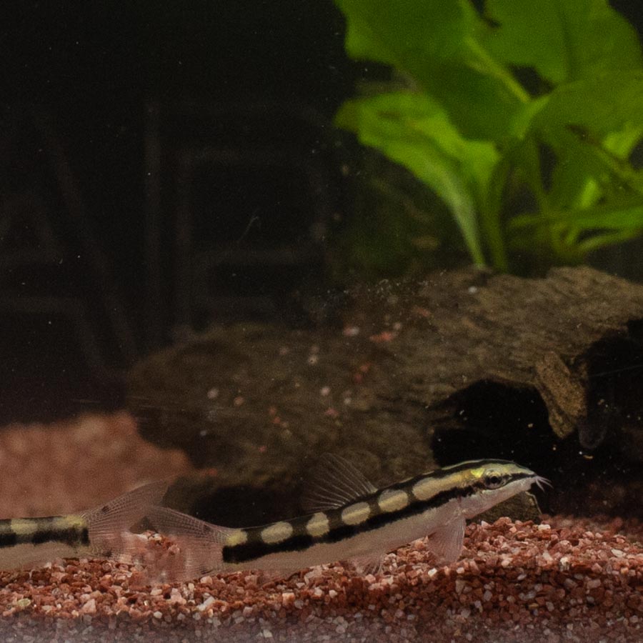 Dwarf Chain Loach - (No Online Purchases)