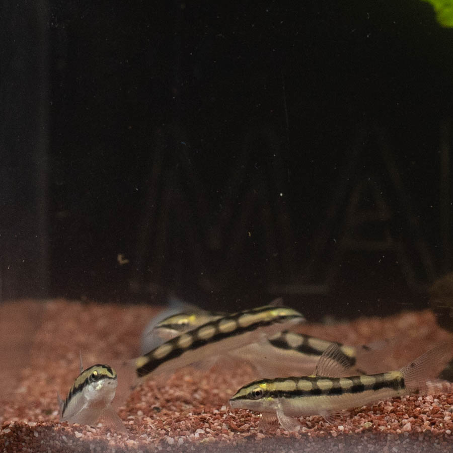 Dwarf Chain Loach - (No Online Purchases)