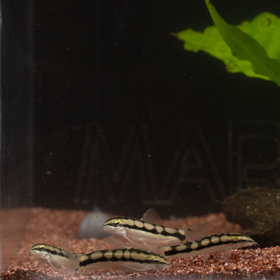 Dwarf Chain Loach - (No Online Purchases)