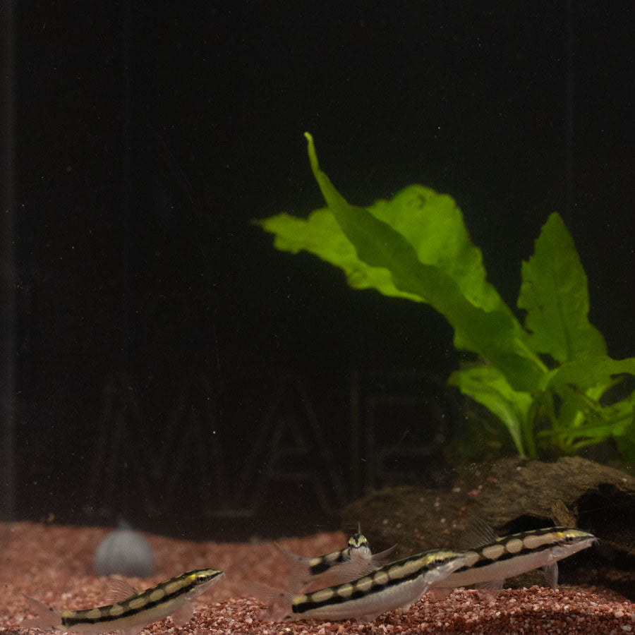 Dwarf Chain Loach - (No Online Purchases)