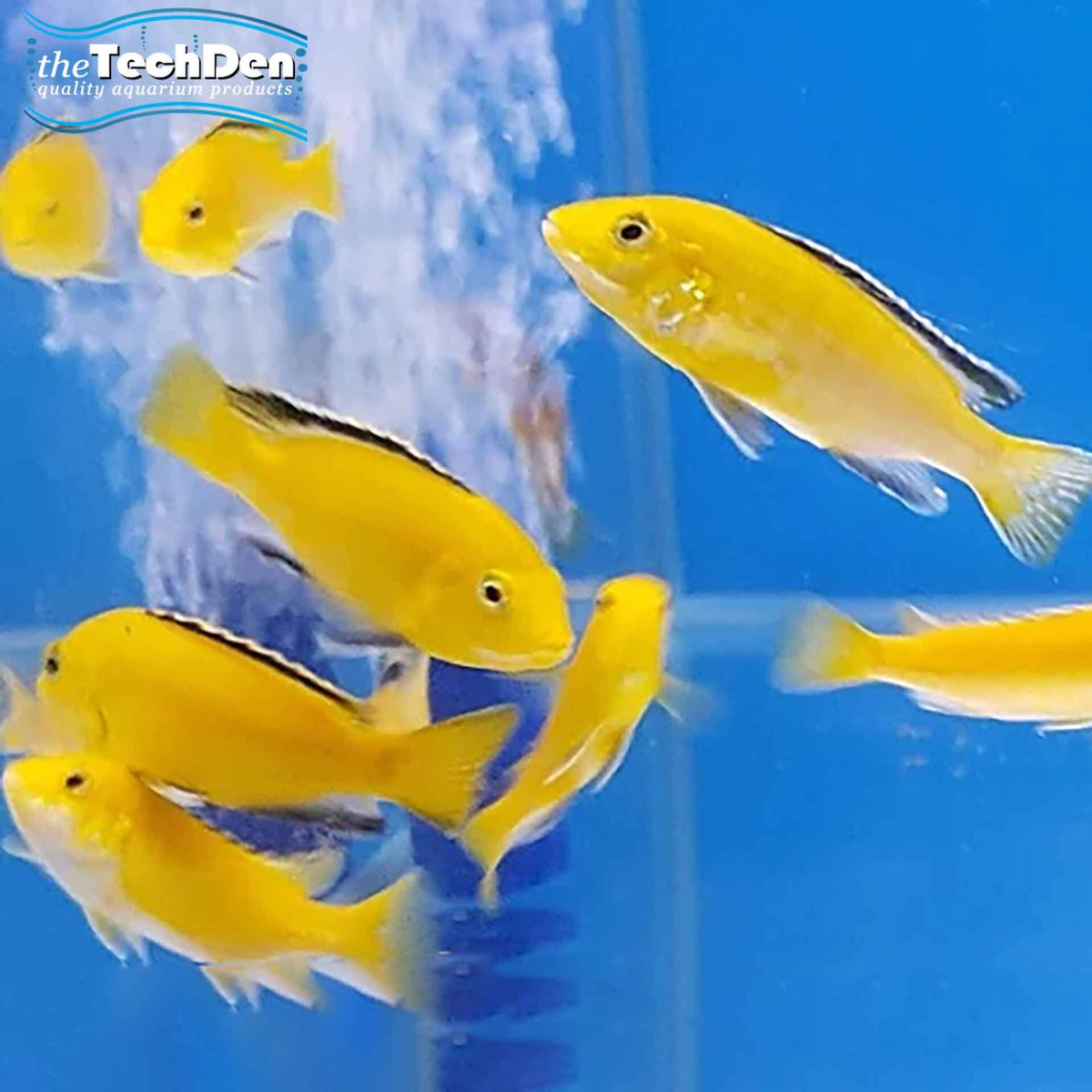 Electric Yellow / Labidochromis Medium - (No Online Purchases)