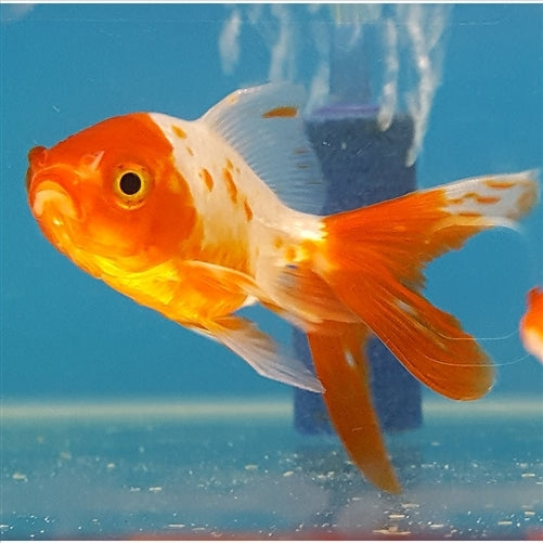 Fantail Goldfish 5cm - (No Online Purchases)