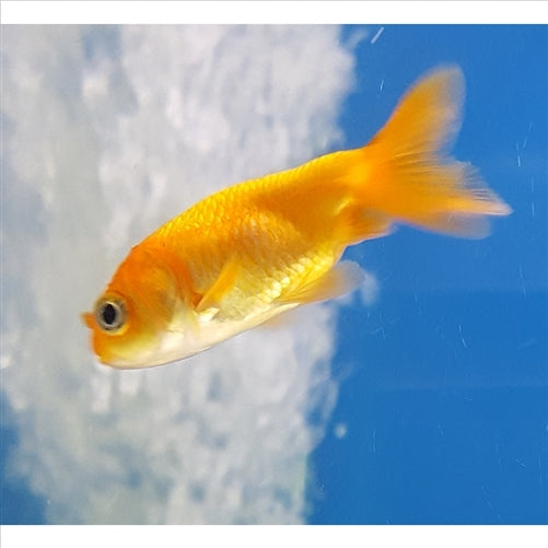 Ranchu Small 5cm - (No Online Purchases)