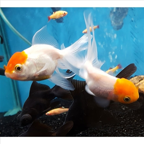 Assorted Oranda Large - (No Online Purchases)