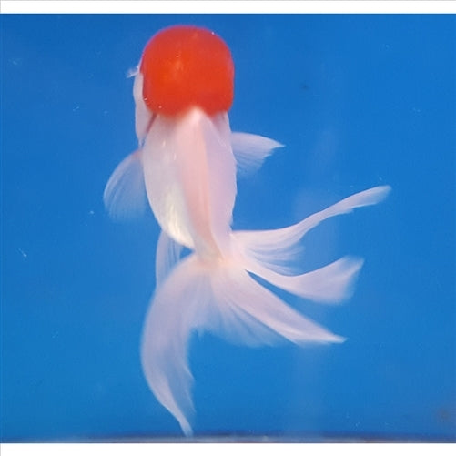 Oranda Small 5cm - (No Online Purchases)