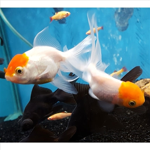 Oranda Small 5cm - (No Online Purchases)
