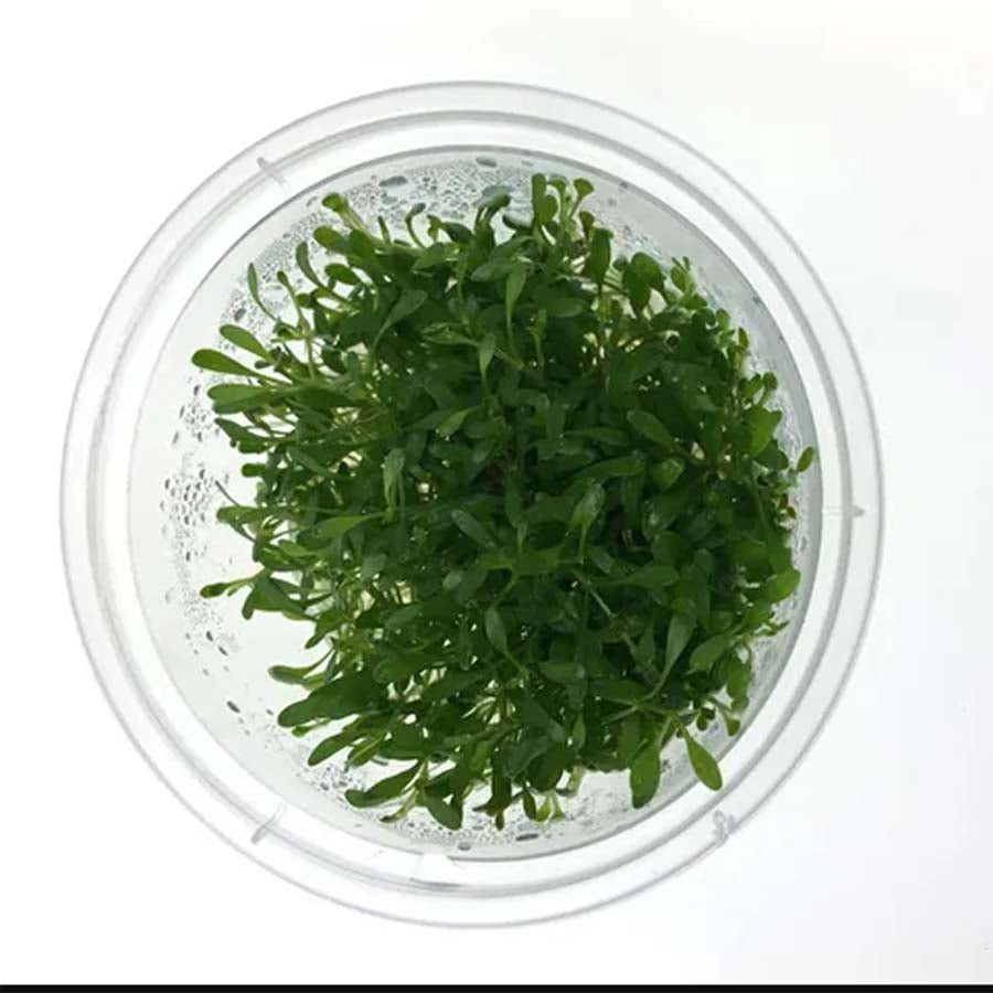 Glossostigma Elantinoides - Tissue Culture