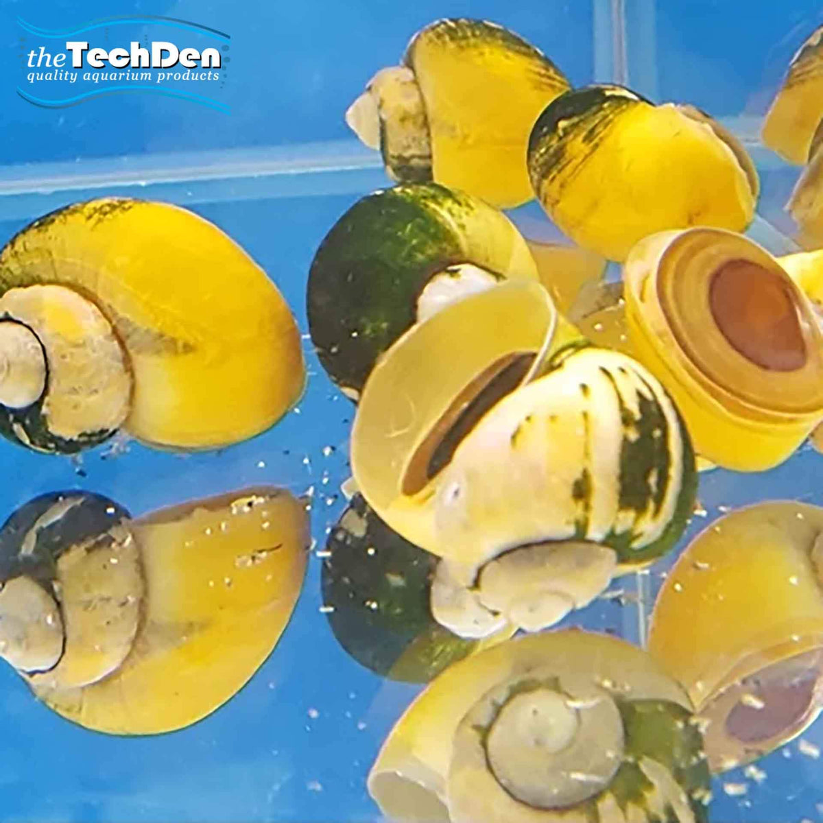 Gold Mystery Snails - (No Online Purchases)