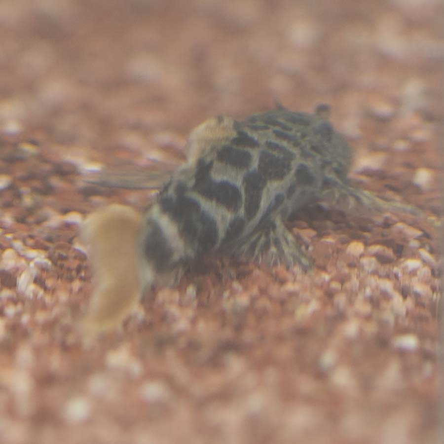 L600 P.Leopardus Pleco - (No Online Purchases)