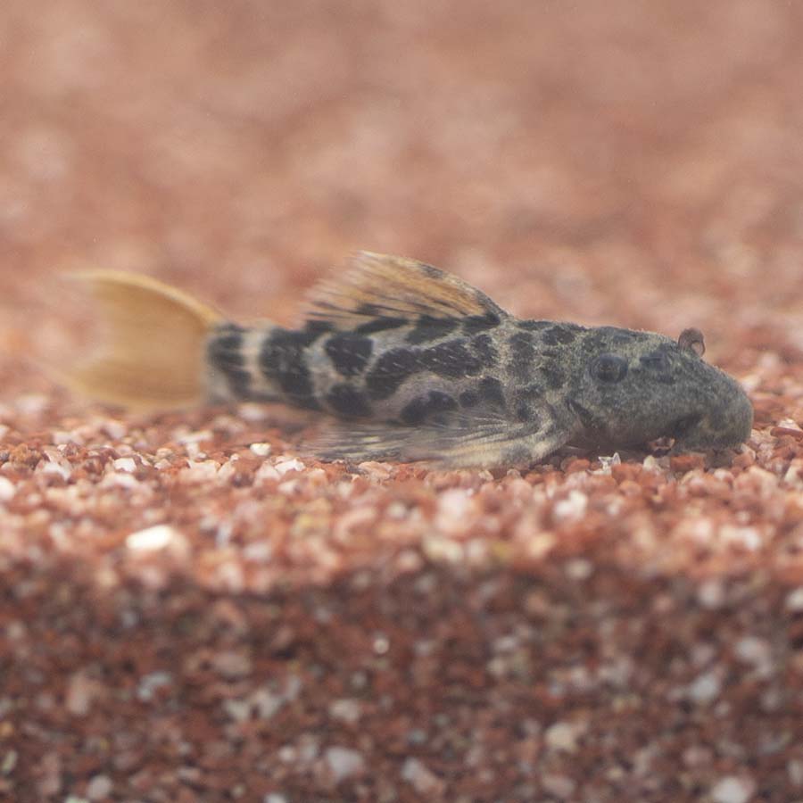 L600 P.Leopardus Pleco - (No Online Purchases)