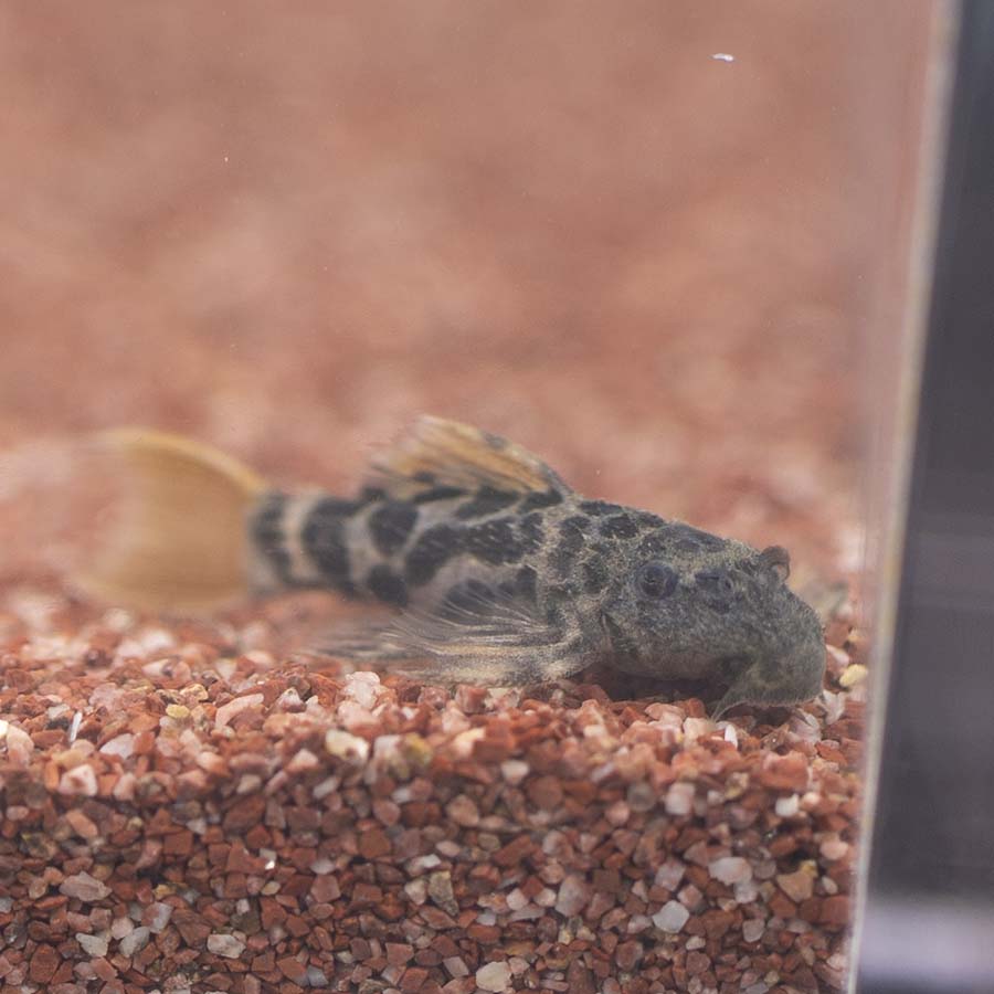 L600 P.Leopardus Pleco - (No Online Purchases)