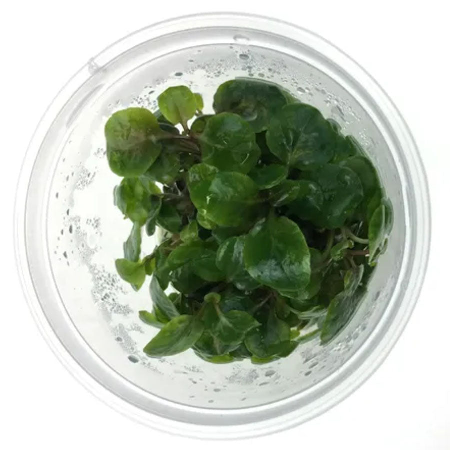 Lobelia Cardinalis - Live Plant - Tissue Culture
