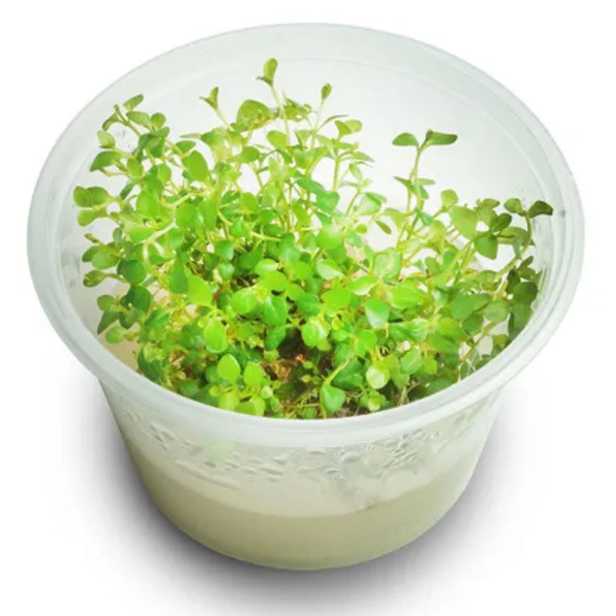 Lysimachia Nummularia - Pennywort - Live Plant - Tissue Culture