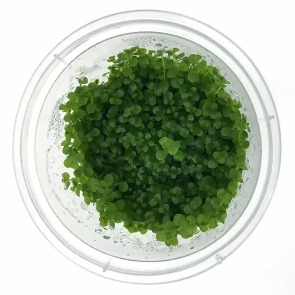 Micranthemum Monte Carlo - Live Plant - Tissue Culture