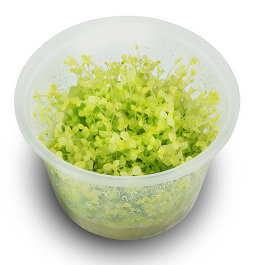 Micranthemum Umbrosum Gold Coast - Live Plant - Tissue Culture