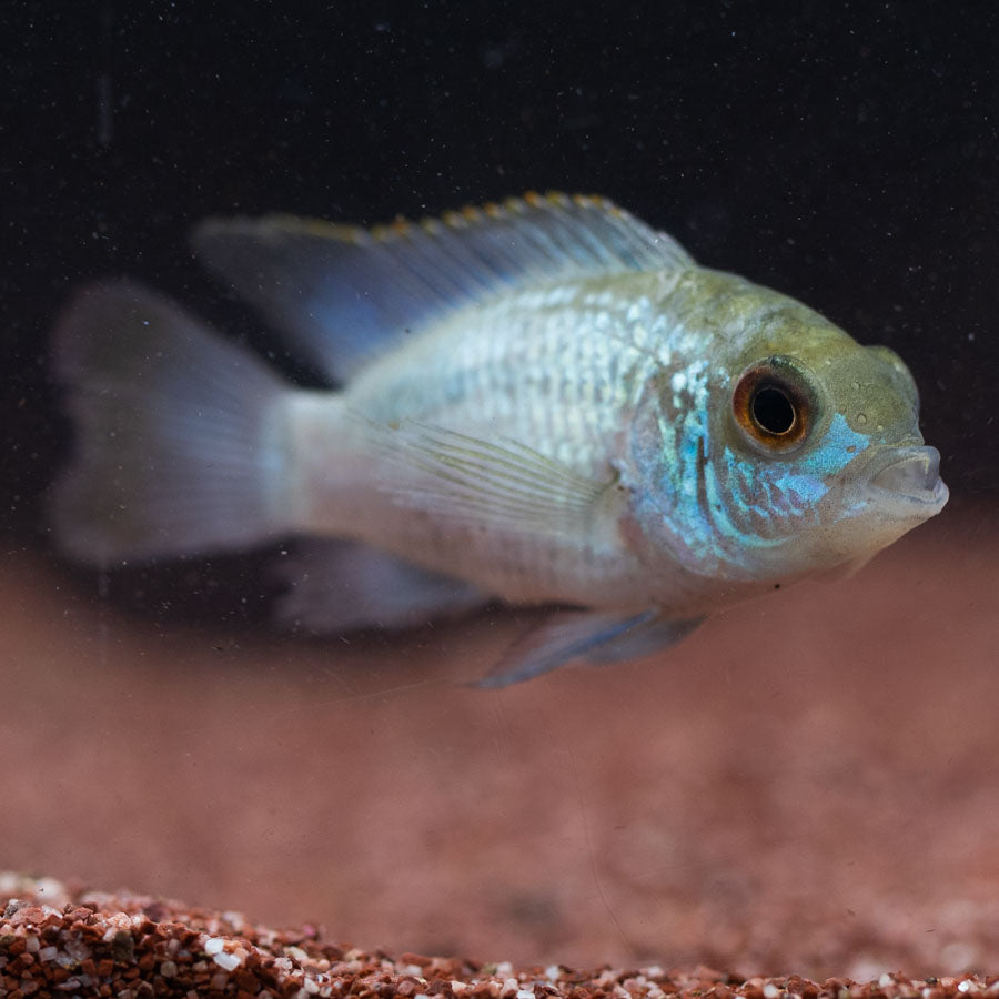 Neon Blue Acara (No Online Purchases)