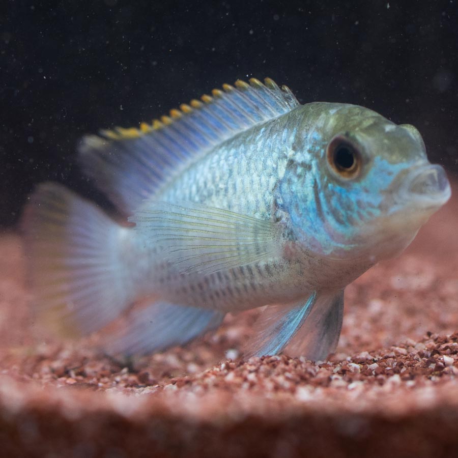 Neon Blue Acara (No Online Purchases)