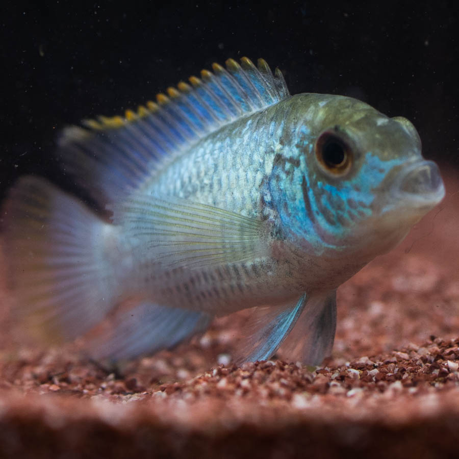 Neon Blue Acara (No Online Purchases)