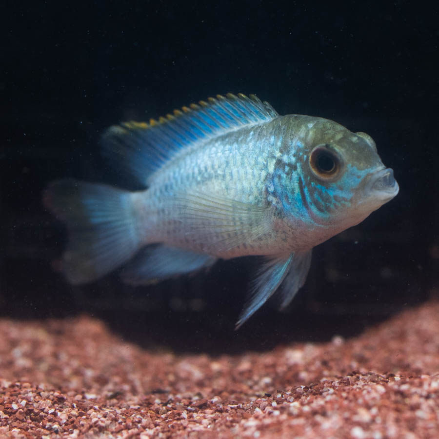 Neon Blue Acara (No Online Purchases)