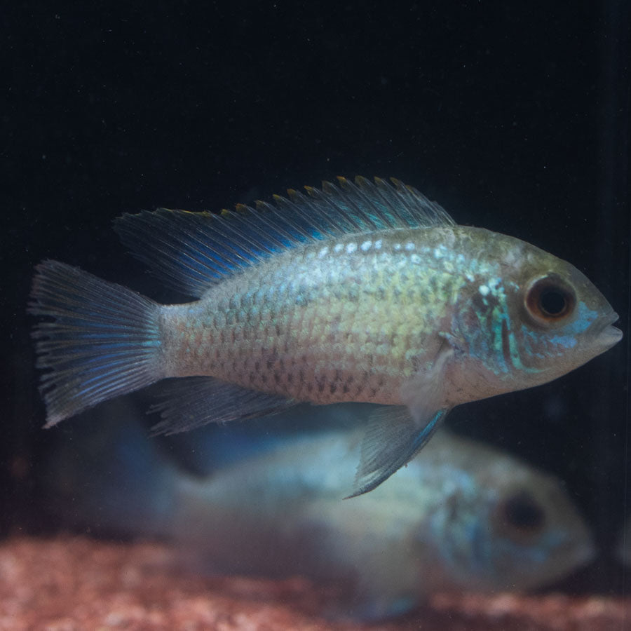 Neon Blue Acara (No Online Purchases)