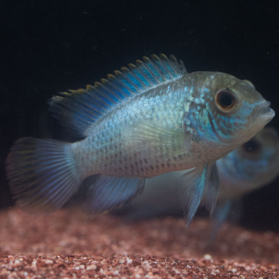 Neon Blue Acara (No Online Purchases)