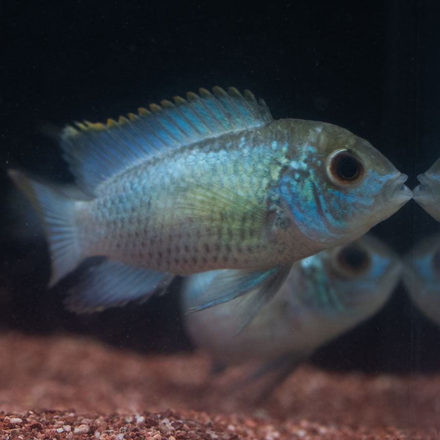 Neon Blue Acara (No Online Purchases)