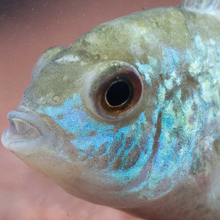 Neon Blue Acara (No Online Purchases)