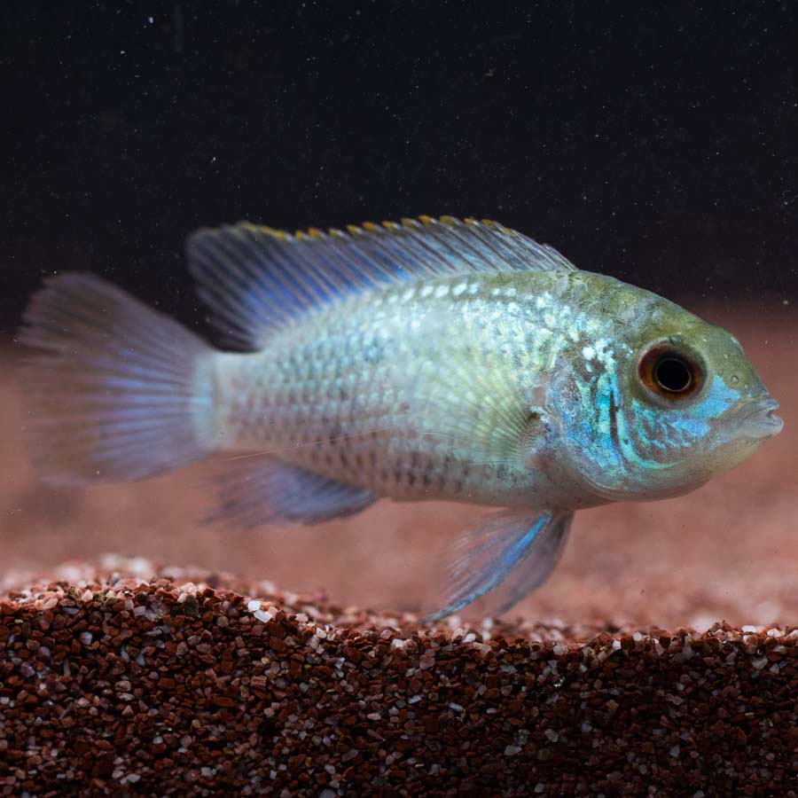 Neon Blue Acara (No Online Purchases)