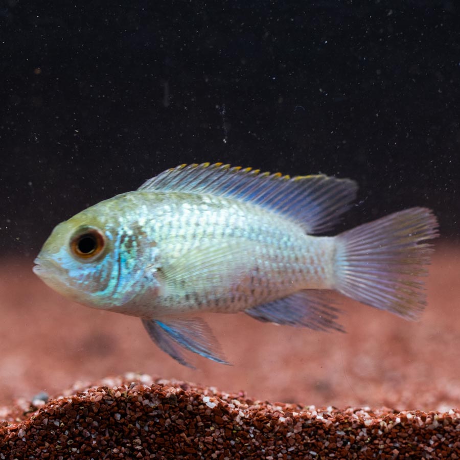 Neon Blue Acara (No Online Purchases)