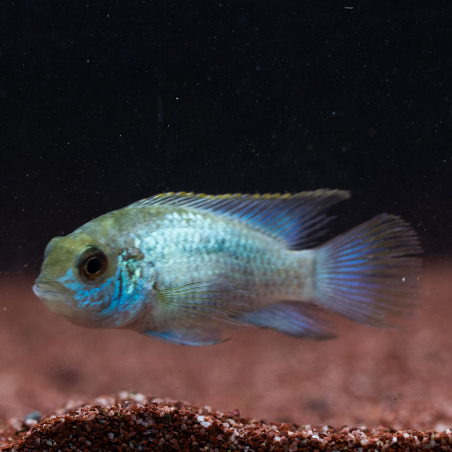 Neon Blue Acara (No Online Purchases)