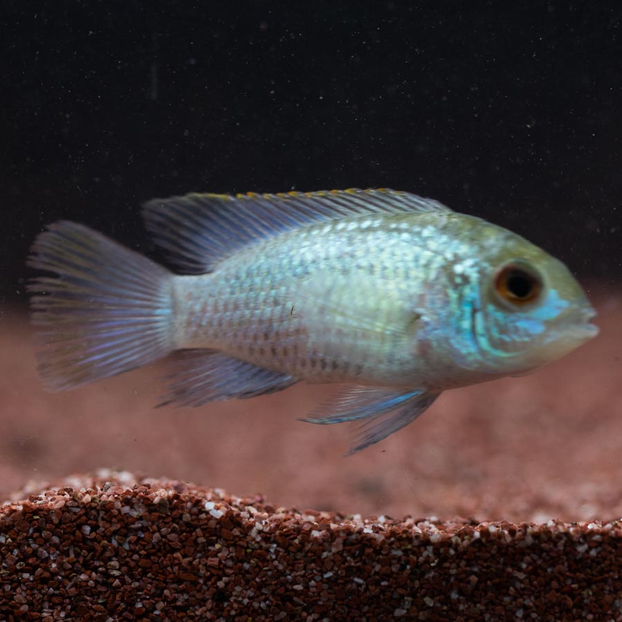 Neon Blue Acara (No Online Purchases)