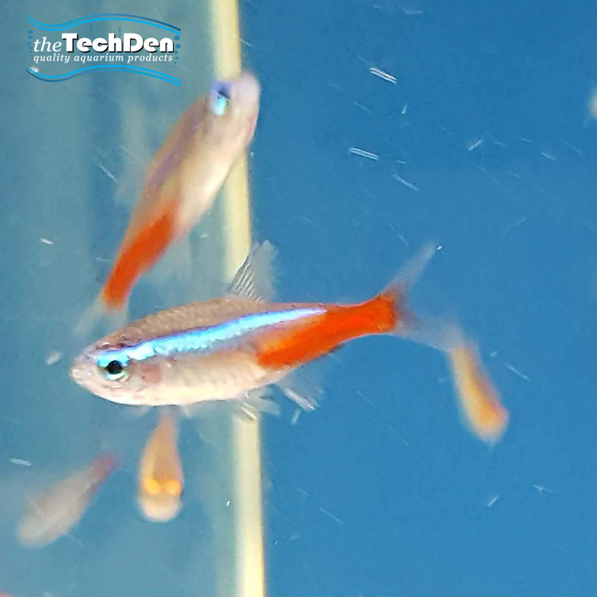 Neon Tetra - (No Online Purchases)