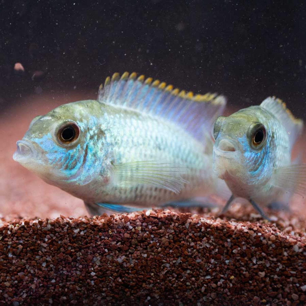 Neon Blue Acara (No Online Purchases)