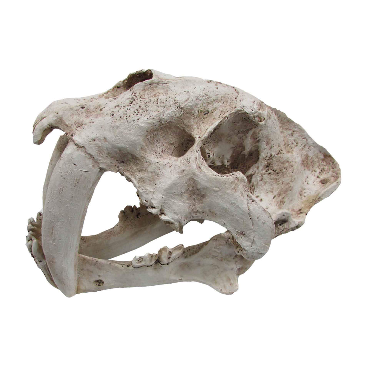 URS Sabre Tooth Skull - 34 x 19 x 20cm
