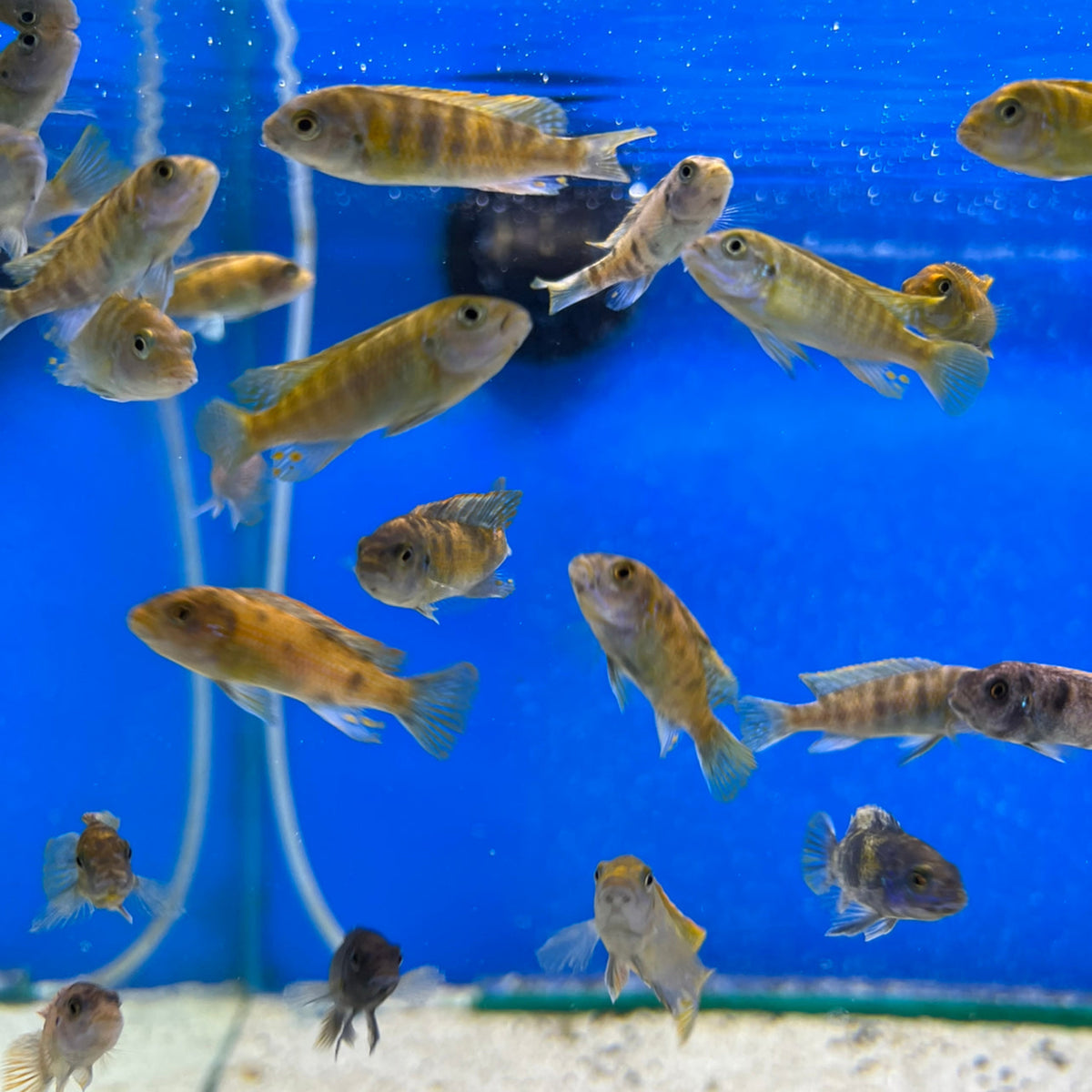 Orange Blotch Zebra Cichlid - (No Online Purchases)
