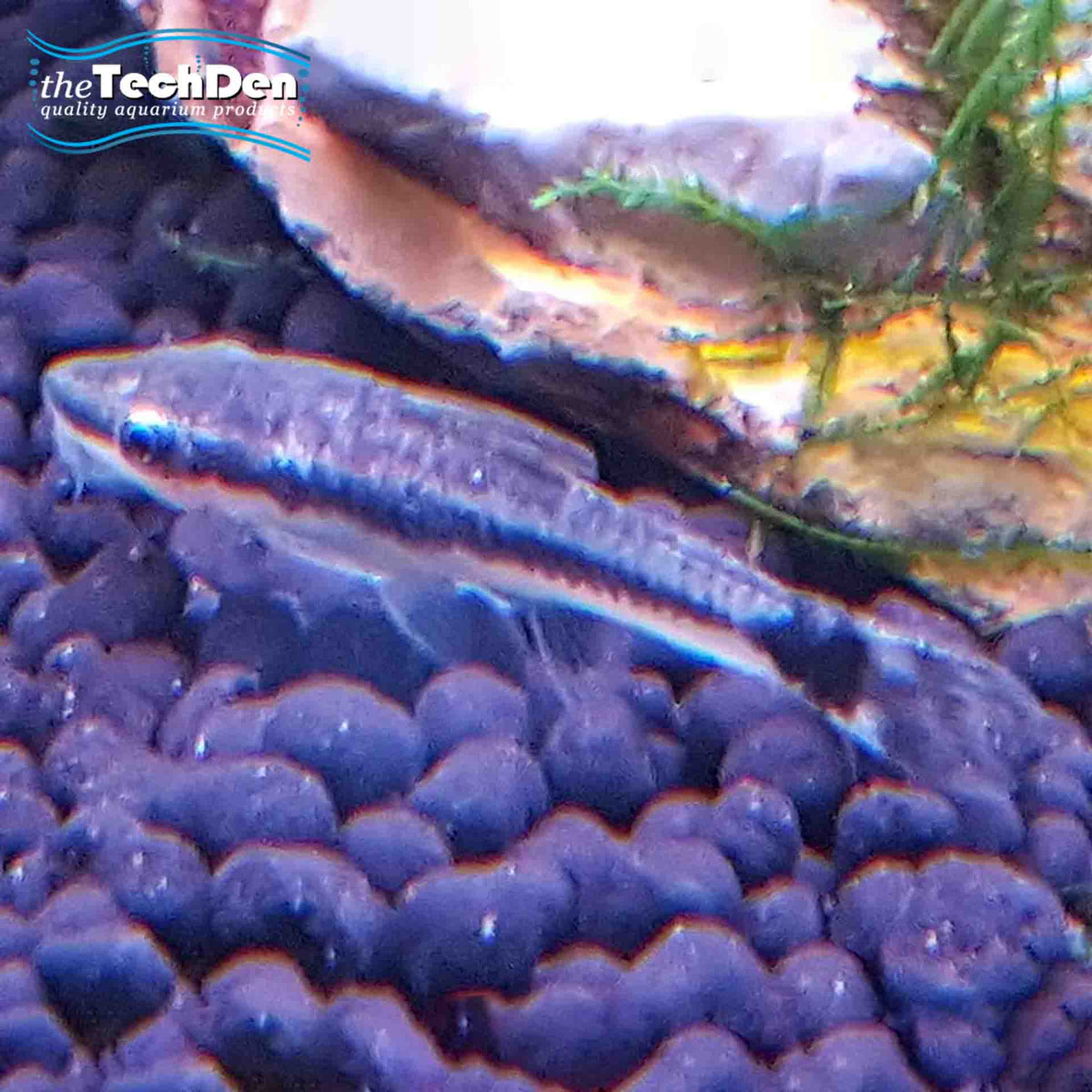 Otocinclus Arnoldi - (No Online Purchases)