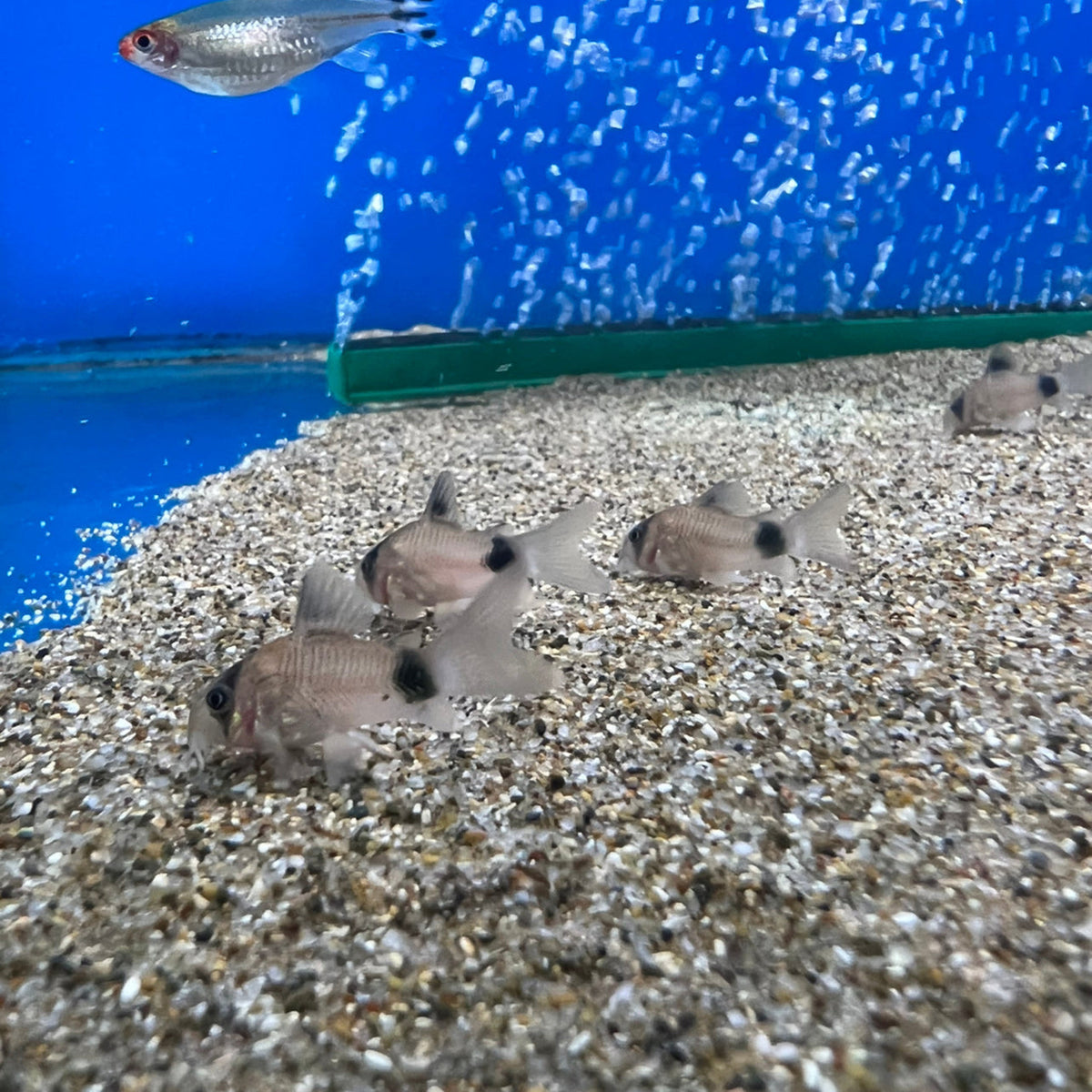 Panda Corydoras (No Online Purchases)