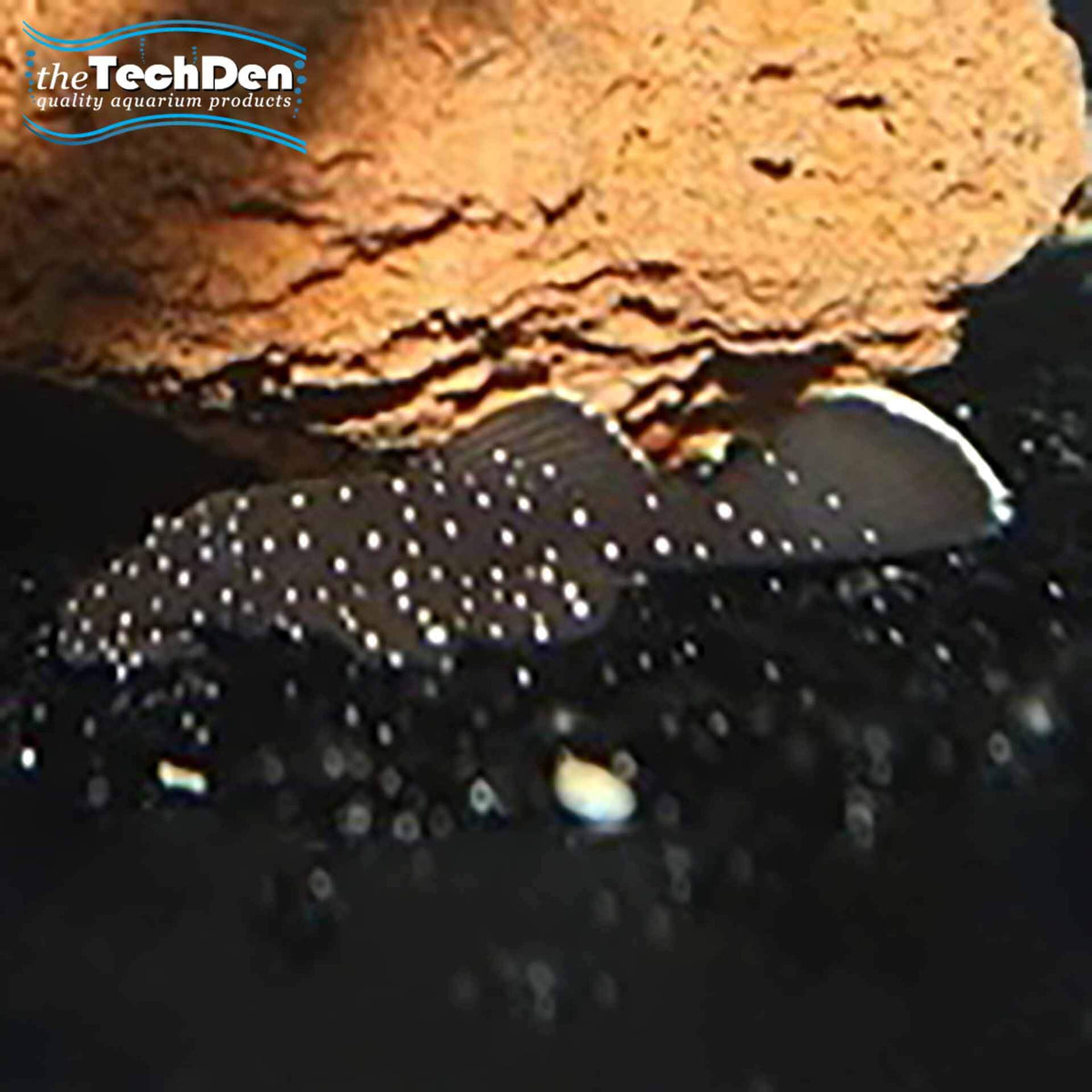Peppermint Bristlenose - (No Online Purchases)