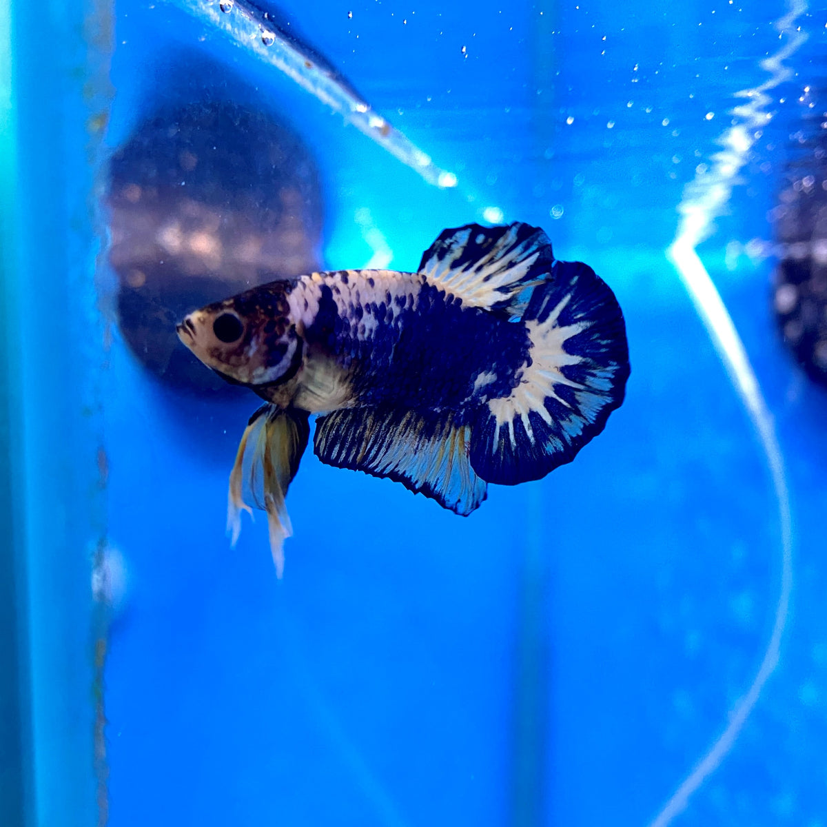 Male Betta $30 - (No Online Purchases)